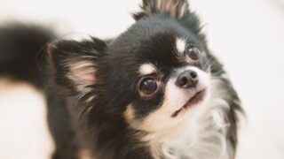 【老犬の看取りとペットロス】最期にしてあげられること・お別れのあとの心の向き合い方