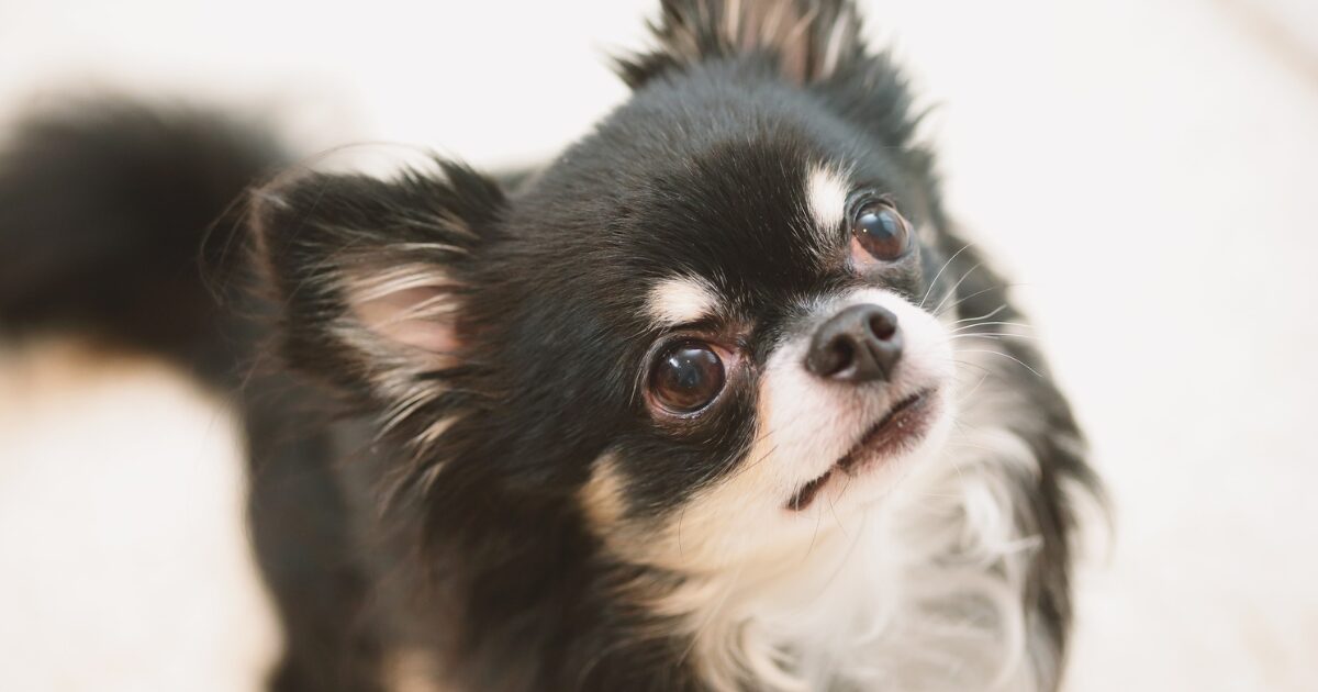 見つめるチワワ