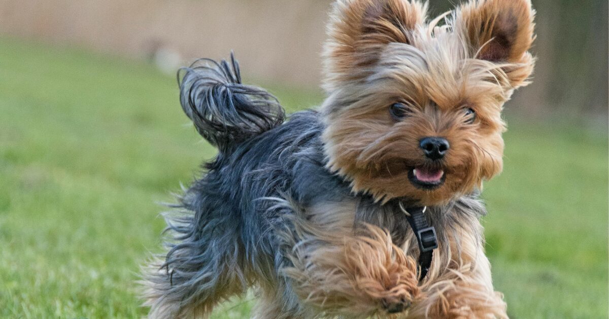 【完全保存版】ヨークシャー・テリアの謎:なぜ「動く宝石」なの?華麗なる姿に隠された「ハンター」の素顔! 活発なヨーキ