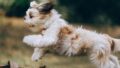 【犬の多頭飼い完全ガイド】始め方・先住犬との顔合わせ・ごはん管理のコツ