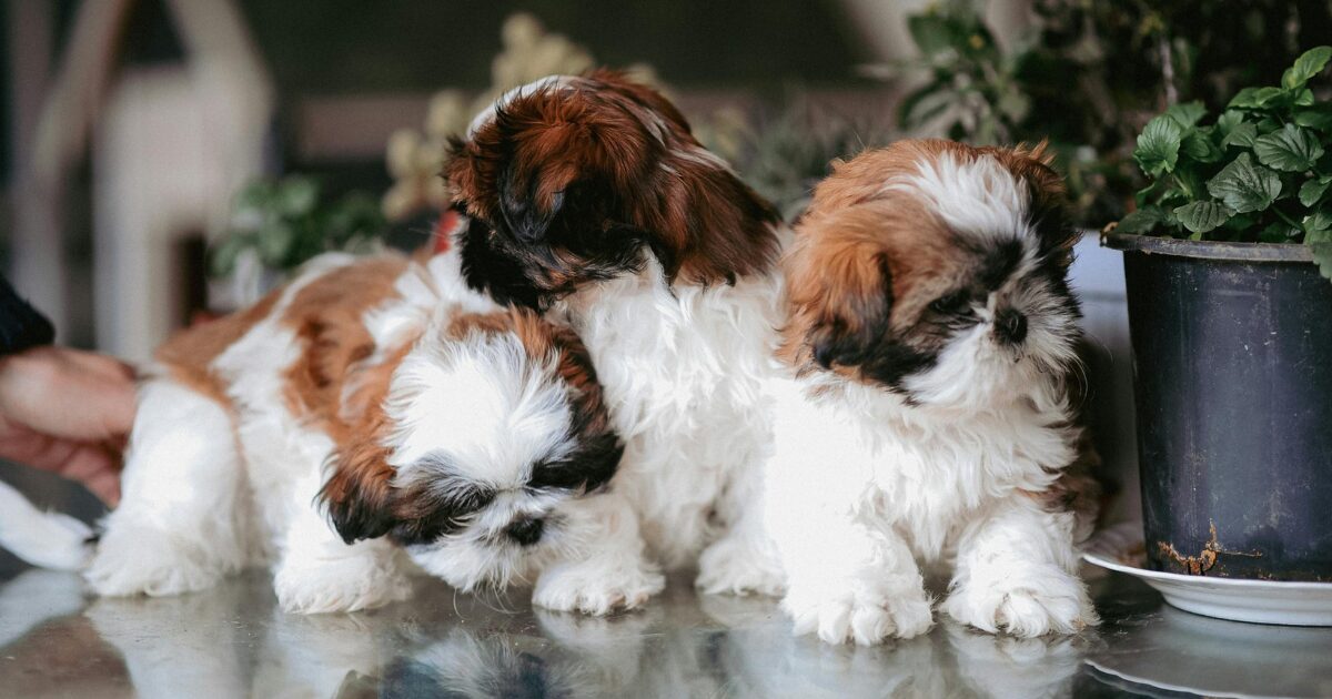 【完全保存版】シー・ズーの謎:中国宮廷の「神聖なる獅子」!菊の花のような顔に隠された秘密! シー・ズーの多頭飼い