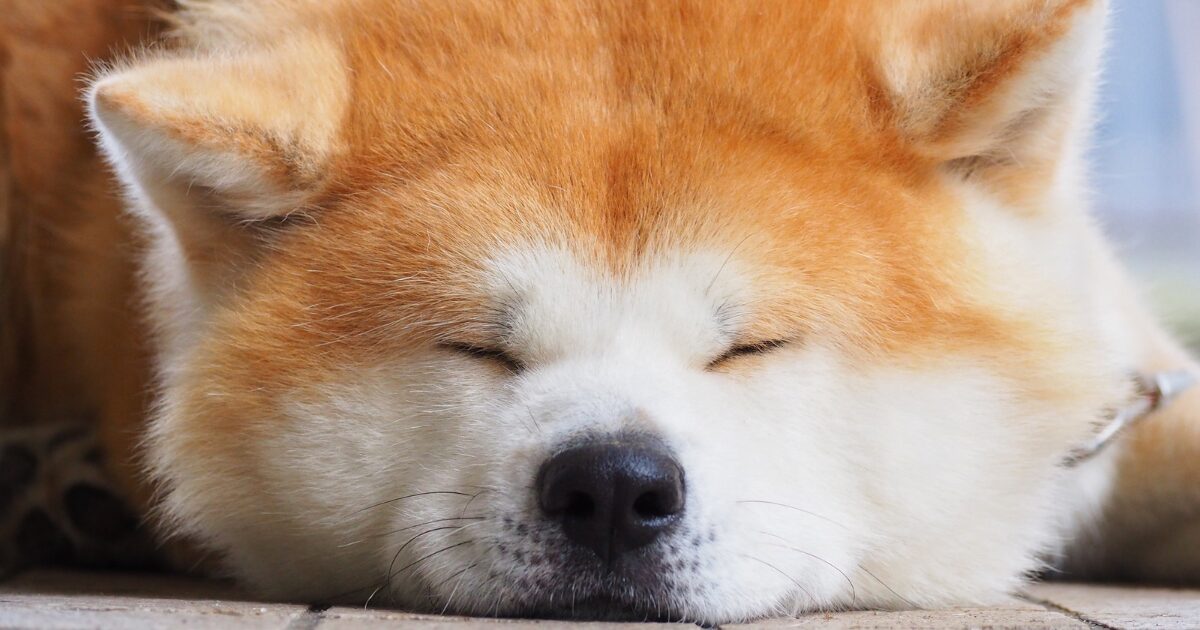 寝顔が癒やされる秋田犬