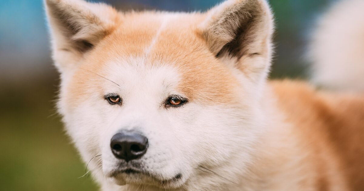 落ち着いた顔の秋田犬