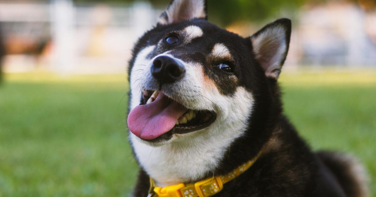 【完全保存版】柴犬の謎:DNAはオオカミに一番近い!?「野生の誇り」が作った唯一無二の魅力と秘密! 黒毛の柴犬