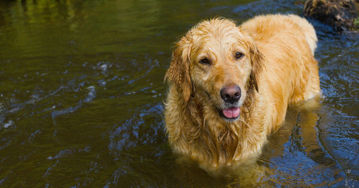 【完全保存版】ゴールデン・レトリバーの謎:なぜ「黄金の心」と呼ばれるの?愛され続ける理由と真実! 水遊びが好きなゴールデンレトリバー