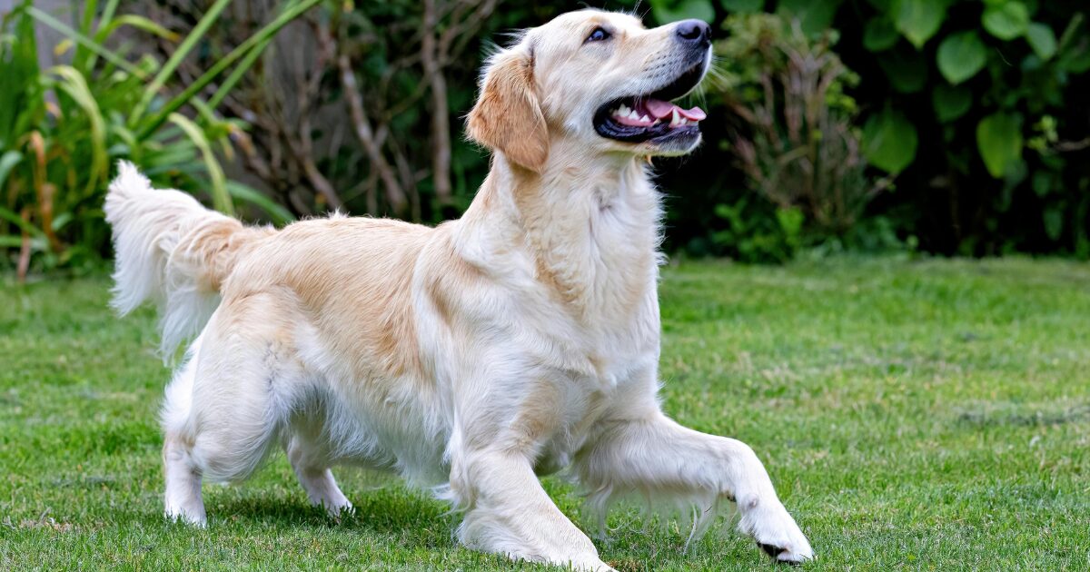 【完全保存版】ゴールデン・レトリバーの謎:なぜ「黄金の心」と呼ばれるの?愛され続ける理由と真実! 元気いっぱいなゴールデンレトリバー