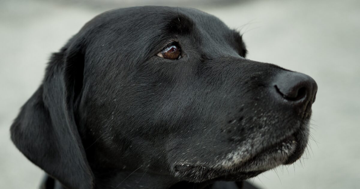 優しい眼差しのラブラドールレトリバー