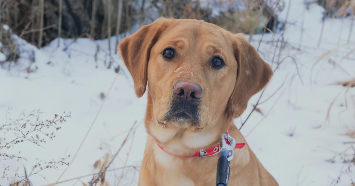 雪の中でも平気なラブ