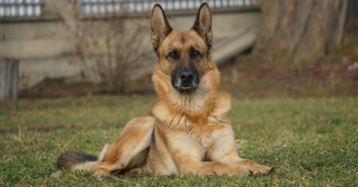 忠誠心の塊シェパード