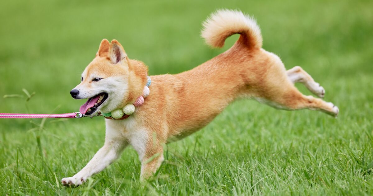 【完全保存版】柴犬の謎:DNAはオオカミに一番近い!?「野生の誇り」が作った唯一無二の魅力と秘密! 野生的な柴犬