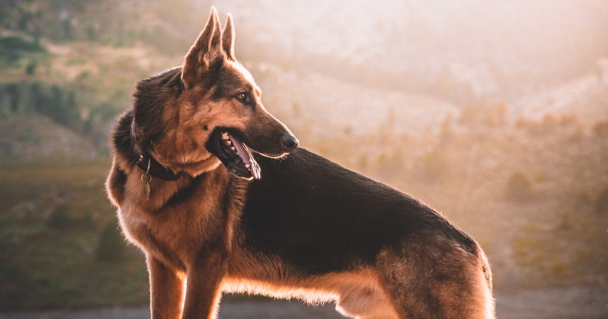 最高の戦友シェパード