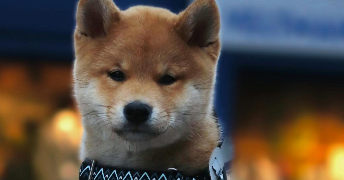 【完全保存版】柴犬の謎:DNAはオオカミに一番近い!?「野生の誇り」が作った唯一無二の魅力と秘密! 柴犬の三角形の立ち耳