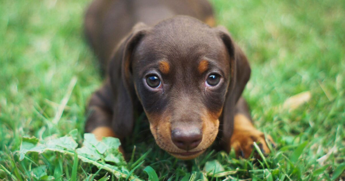 【完全保存版】ミニチュア・ダックスフンドの謎:なぜ足が短いの?「地中の格闘家」と呼ばれた誇り高き歴史! 勇敢なダックス