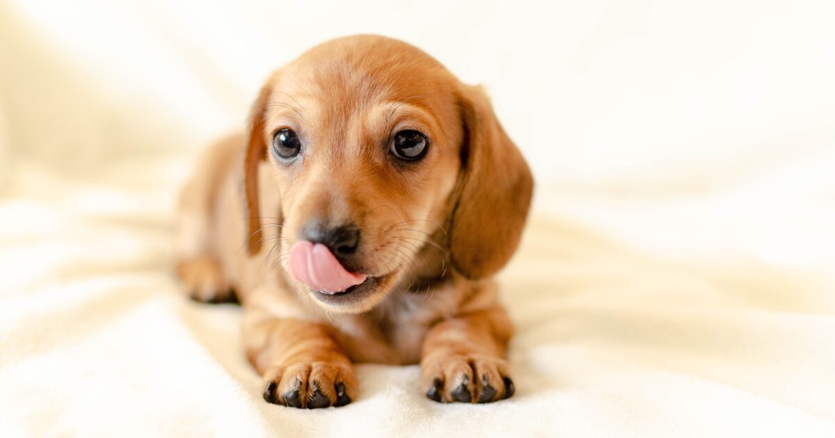 【完全保存版】ミニチュア・ダックスフンドの謎:なぜ足が短いの?「地中の格闘家」と呼ばれた誇り高き歴史! 甘え上手なダックスフンド