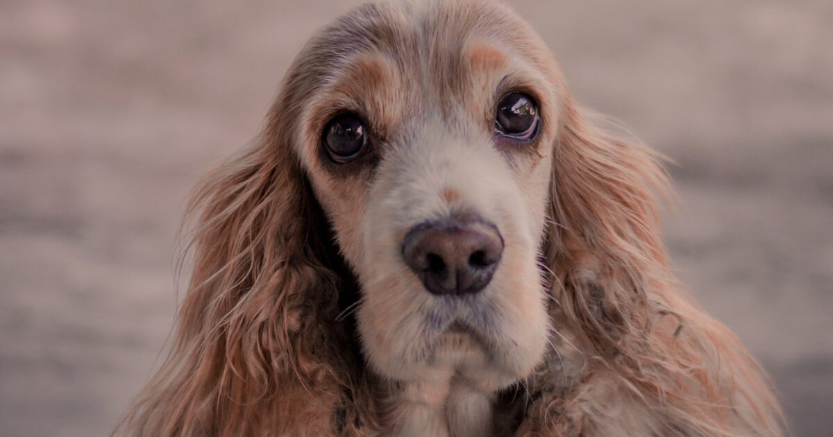 飼い主を見つめる犬