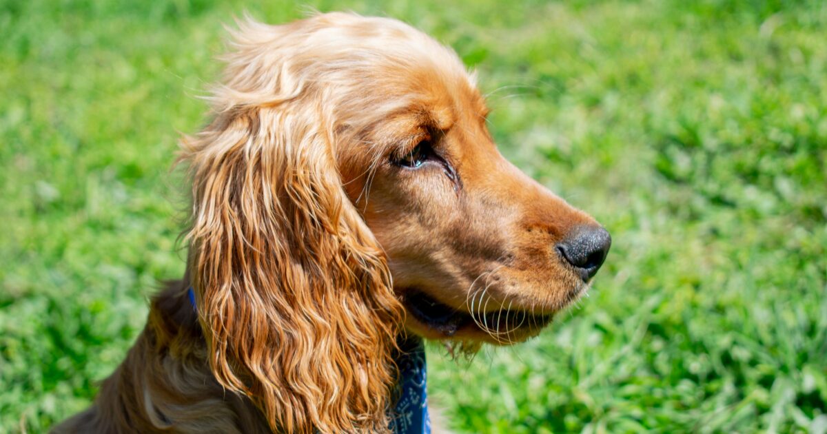美しい顔の犬