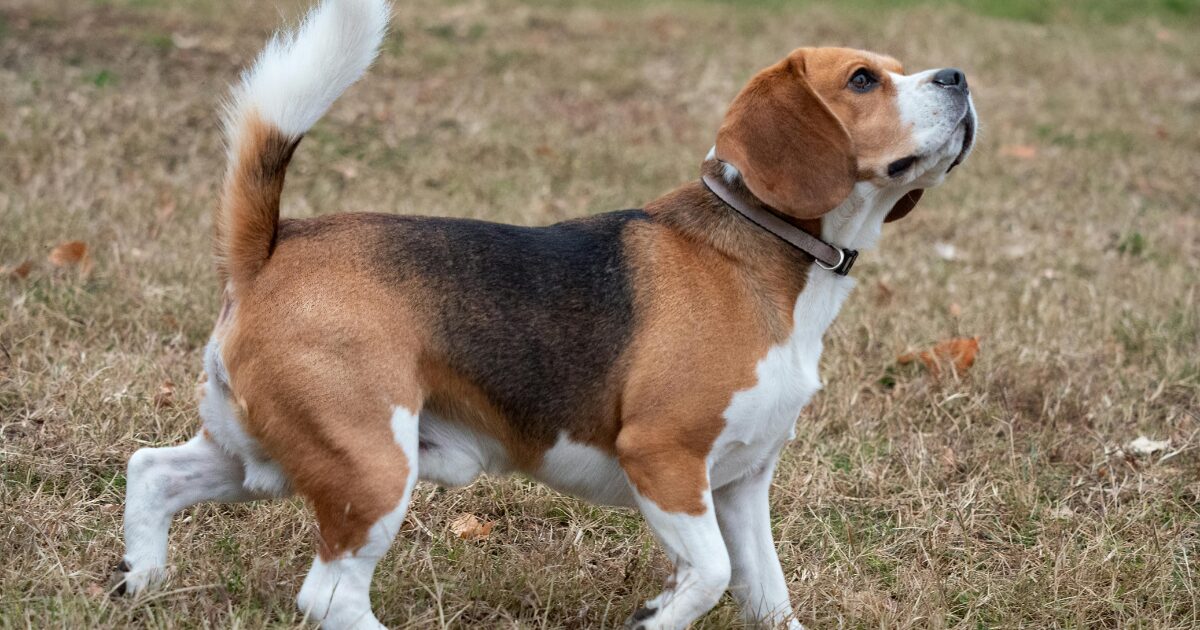 うれしさが尻尾に出る犬