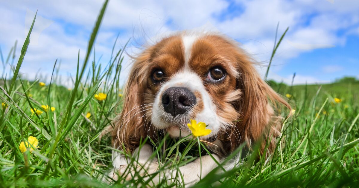 花が似合う犬