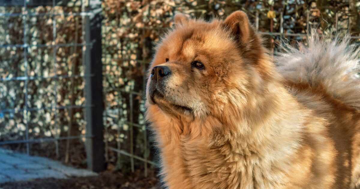 貫禄のある犬