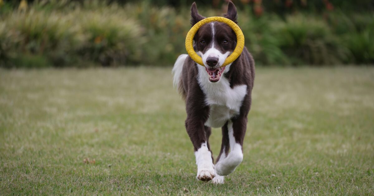 スポーツをする犬