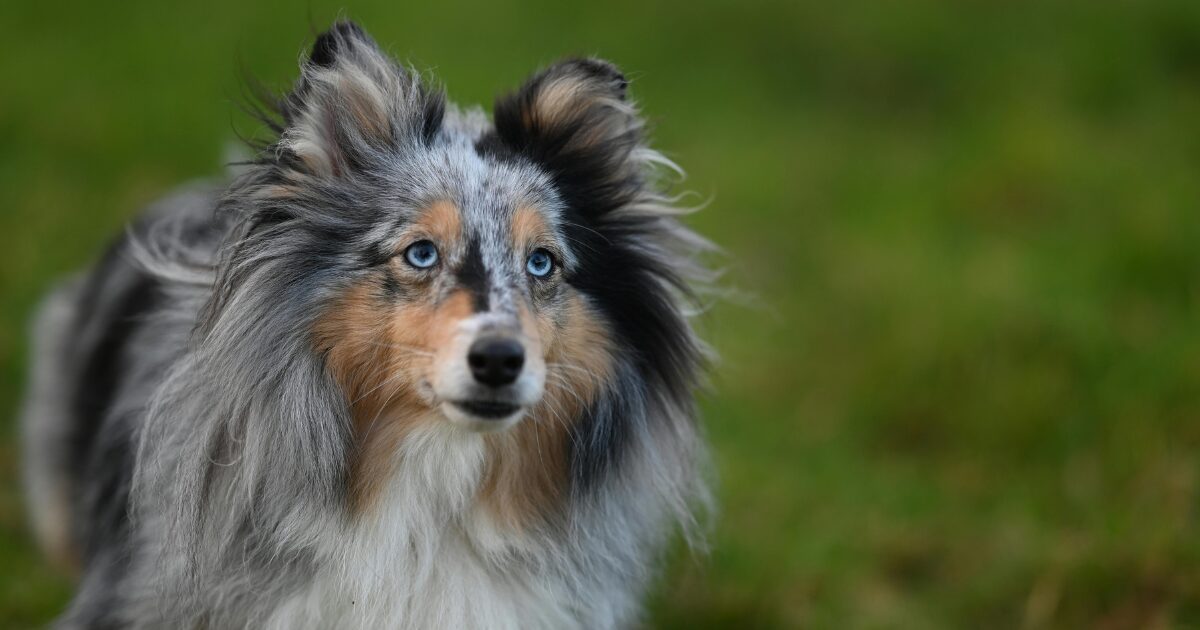 毛の色が変わっている犬