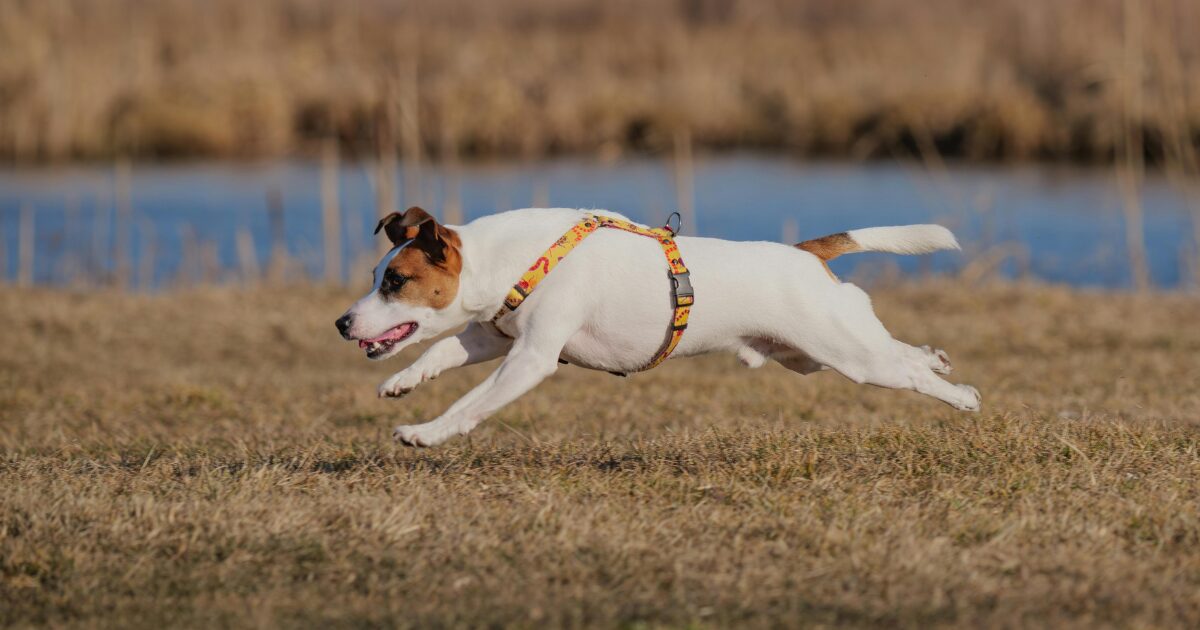 走り回る犬