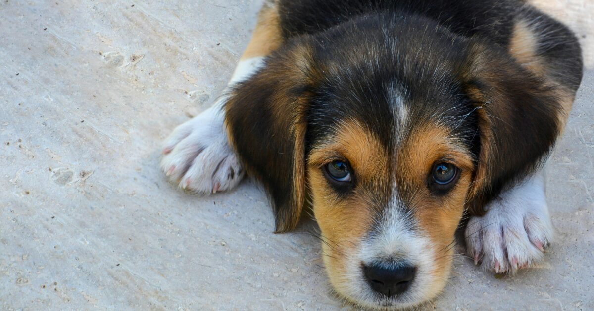 飼い主を見る犬