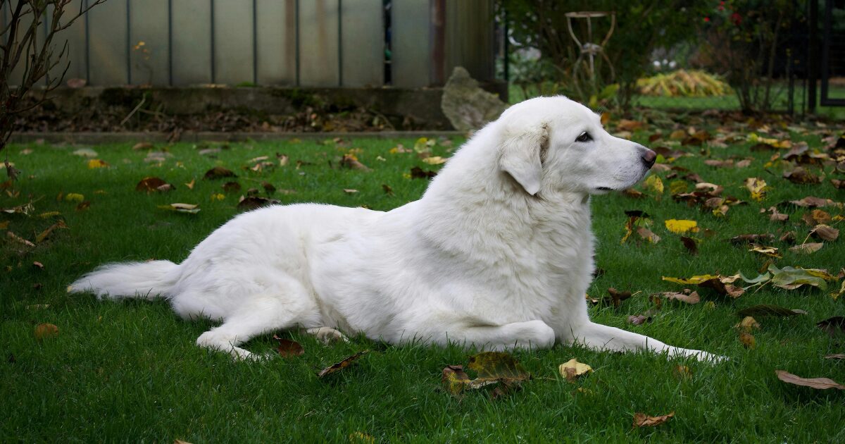 くつろぐ犬