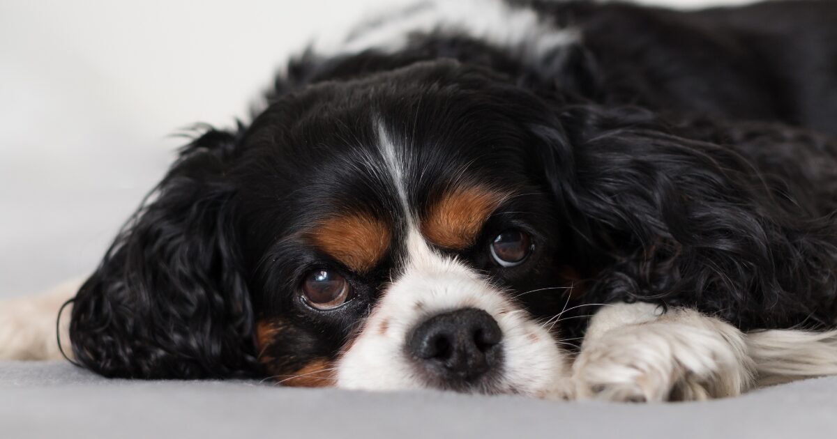 眠くなる犬