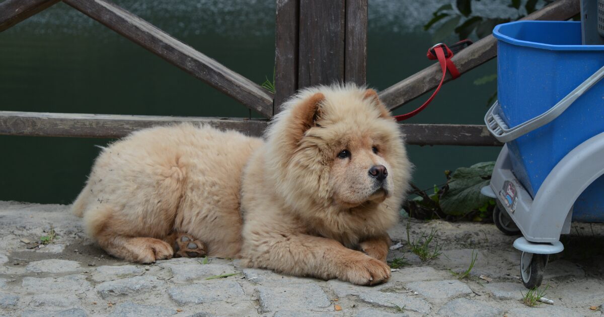飼い主を待つ犬