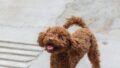 【2026年版】小型犬におすすめのドッグフード比較｜失敗しない選び方と編集部の推し