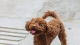 【2026年版】小型犬におすすめのドッグフード比較｜失敗しない選び方と編集部の推し