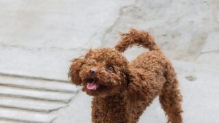 【犬の迎え方を比較】ペットショップ・ブリーダー・保護犬の違いと選び方｜これから飼う人へ