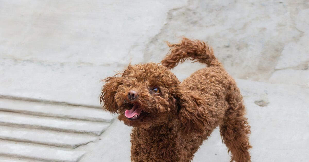 【完全保存版】トイ・プードルの謎:ぬいぐるみのような姿に隠された「超一流アスリート」の正体! レッド色のトイプー