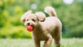 【犬のトリミング完全ガイド】頻度の目安とサロンの選び方｜自宅ケアとの使い分け