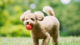 【犬のトリミング完全ガイド】頻度の目安とサロンの選び方｜自宅ケアとの使い分け