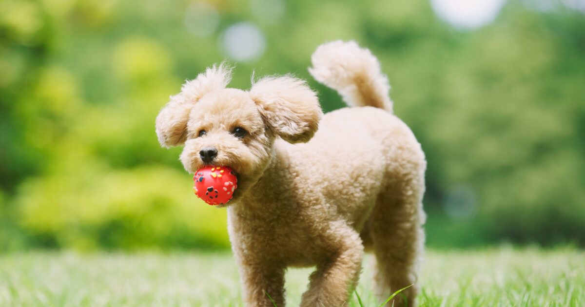 【完全保存版】トイ・プードルの謎:ぬいぐるみのような姿に隠された「超一流アスリート」の正体! 元気いっぱいのトイプー