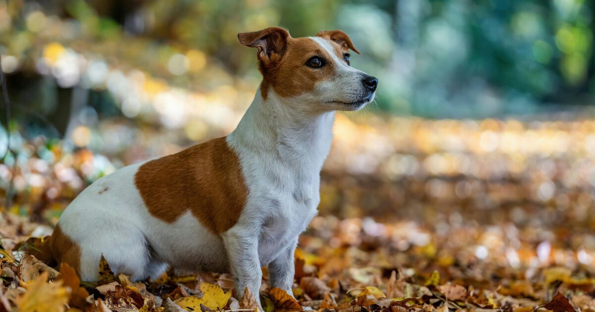 獲物を探す犬
