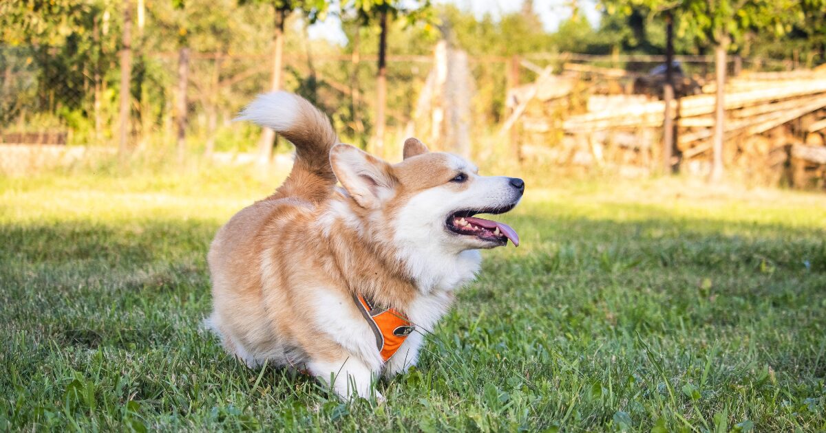 楽しそうに散歩する犬