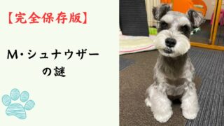 【完全保存版】ミニチュア・シュナウザーの謎：「人間の脳を持つ犬」と呼ばれる知能と、おじいちゃん顔の秘密！