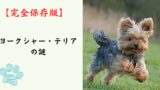 【完全保存版】ヨークシャー・テリアの謎：なぜ「動く宝石」なの？華麗なる姿に隠された「ハンター」の素顔！