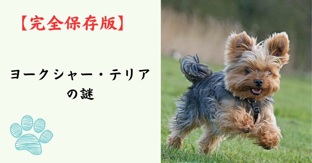 【完全保存版】ヨークシャー・テリアの謎：なぜ「動く宝石」なの？華麗なる姿に隠された「ハンター」の素顔！