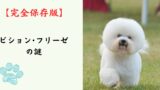 【完全保存版】ビション・フリーゼの謎：なぜこんなに「陽気」なの？真っ白なアフロに隠されたタフな歴史！