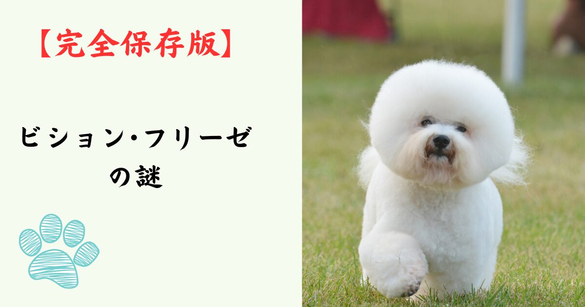 【完全保存版】ビション・フリーゼの謎：なぜこんなに「陽気」なの？真っ白なアフロに隠されたタフな歴史！
