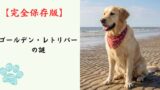 【完全保存版】ゴールデン・レトリバーの謎：なぜ「黄金の心」と呼ばれるの？愛され続ける理由と真実！