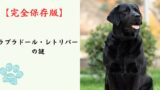 【完全保存版】ラブラドール・レトリバーの謎：なぜ「万能な相棒」なの？驚きの知能と食欲の秘密！