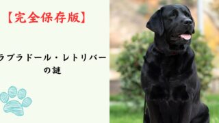 【完全保存版】ラブラドール・レトリバーの謎：なぜ「万能な相棒」なの？驚きの知能と食欲の秘密！