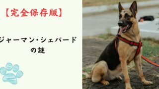 【完全保存版】ジャーマン・シェパードの謎：なぜ「万能」なの？強靭な体と繊細なハートを持つ守護者！