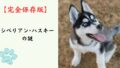 【完全保存版】シベリアン・ハスキーの謎：クールな狼顔に隠された「愛すべきおバカ」な素顔！