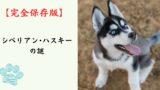 【完全保存版】シベリアン・ハスキーの謎：クールな狼顔に隠された「愛すべきおバカ」な素顔！
